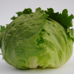 Sałata Rumours 5000 nasion Primed Pellets ST